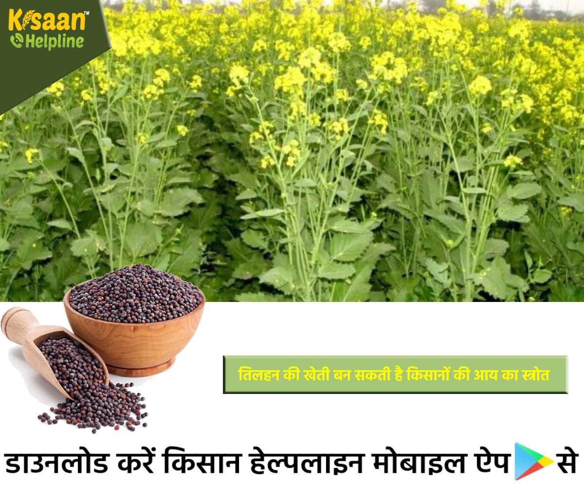 Oilseeds Farming: तिलहन की खेती बन सकती है किसानों की आय का स्त्रोत